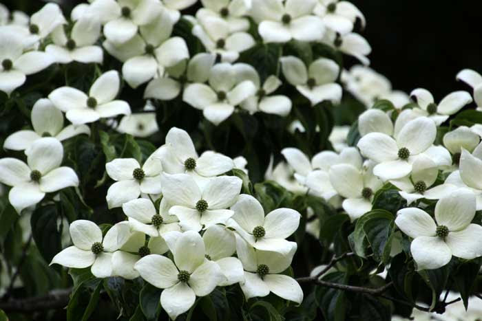 山野の花シリーズ オオカメノキ ミズキ ヤマボウシ あきた森づくり活動サポートセンター
