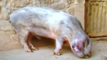 Palabras En Bable Mas Empleadas En Asturias