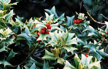 クリスマス ホーリー