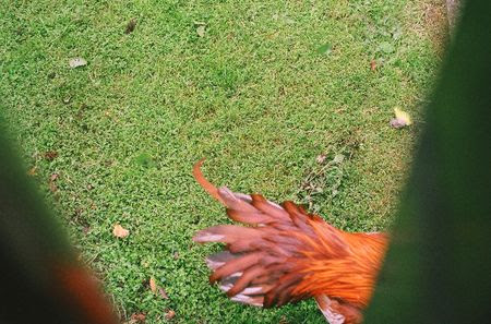Tail feathers
