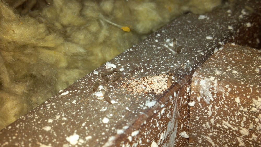 Evidence of Termites in Attic. | Yelp