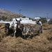 Threshing of Fava