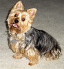 Bailey