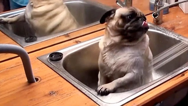 Video Το μπάνιο ενός Pug