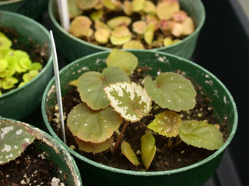 Hybrid seedling
