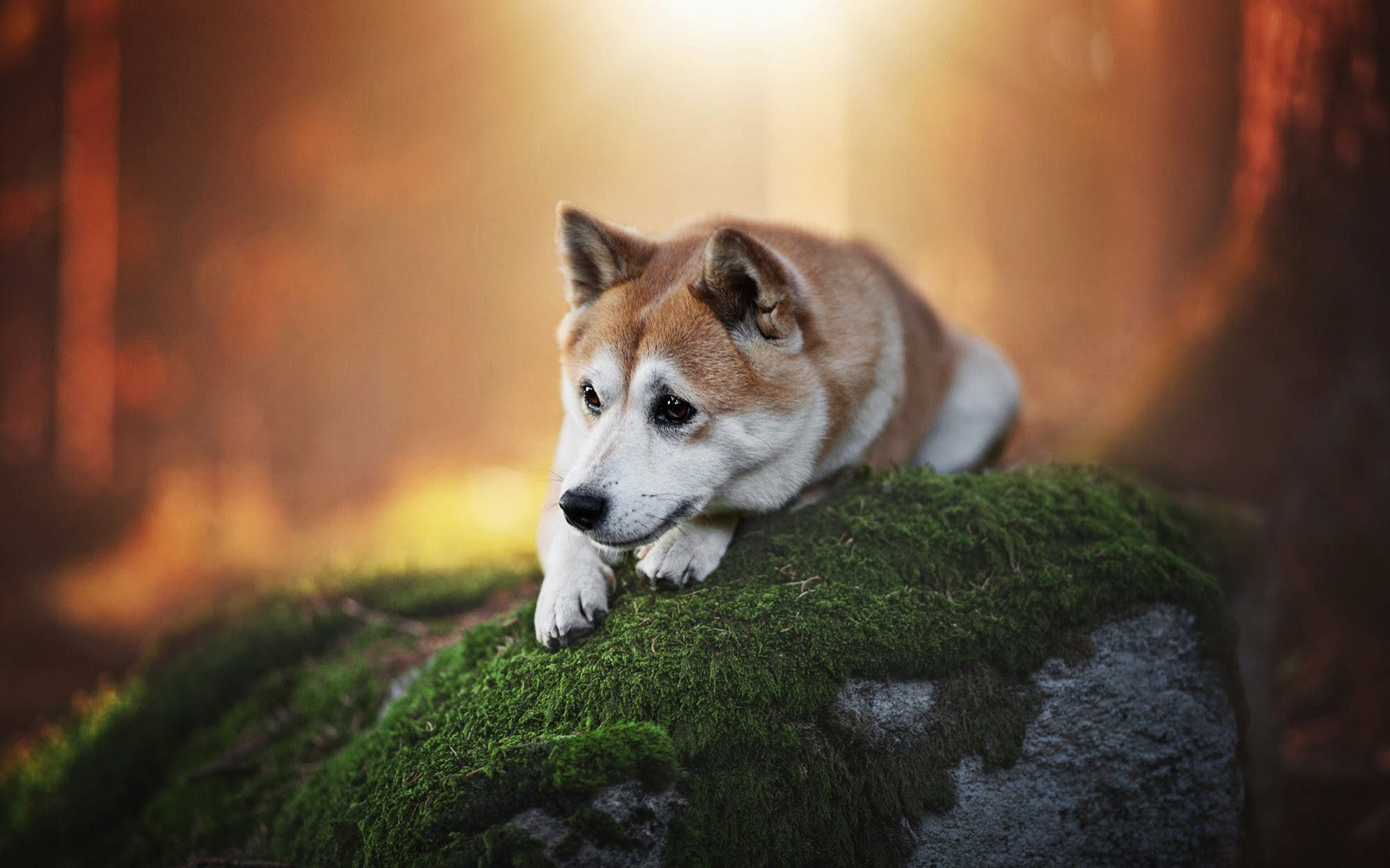 ダウンロード画像 柴犬 ボケ 秋 悲しい犬 森林 かわいい犬 ペット 犬 柴犬犬 画面の解像度 19x10 壁紙デスクトップ上