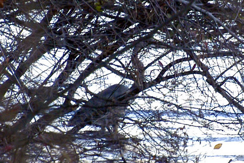 hiddenheron