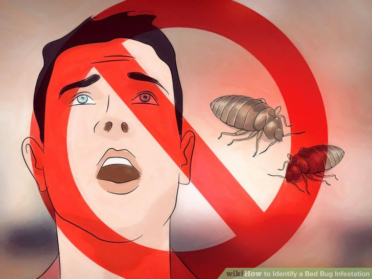 Identify a Bed Bug Infestation Step 27 Version 2.jpg