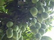 43+ Gambar Sel Daun Mangga