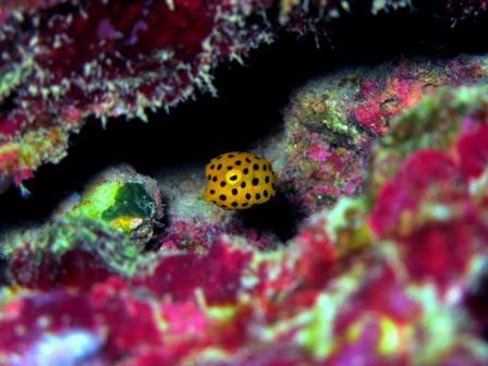 カワイイ魚達 沖縄 恩納村 ダイビング ブルーリーフ