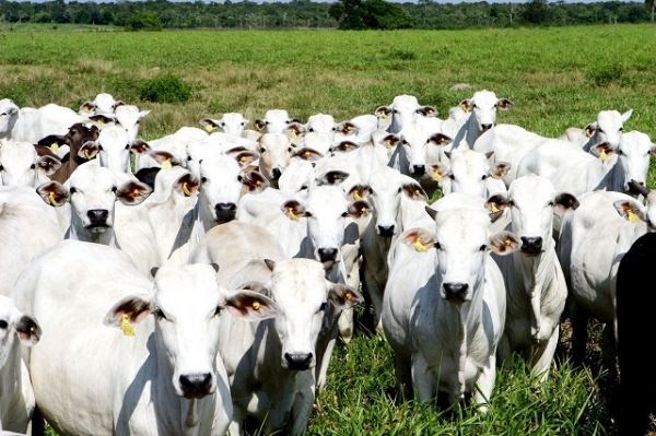 Fazendeiro Júlio José da Costa é preso acusado de recepção de 200 cabeças e gado
