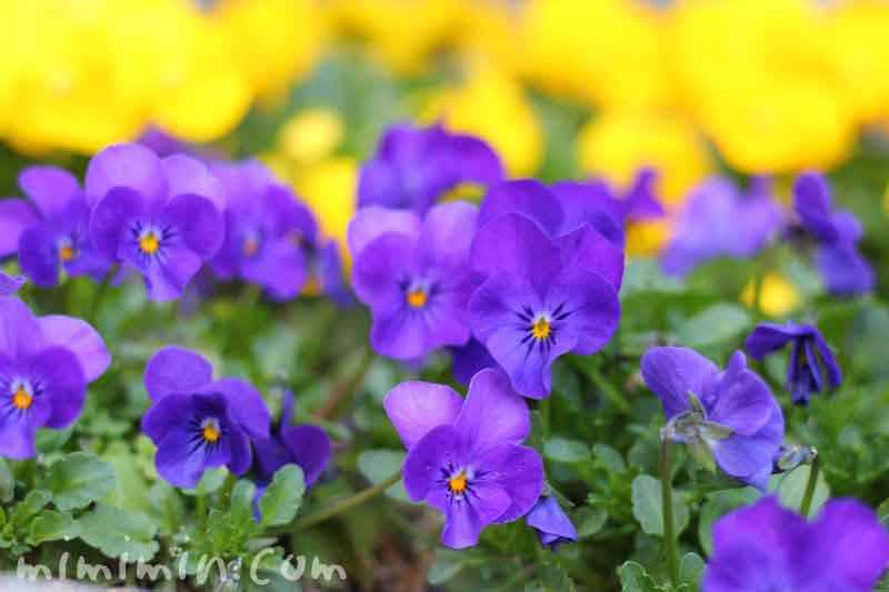 パンジー 青紫色 花の写真 花言葉 みみみんブログ