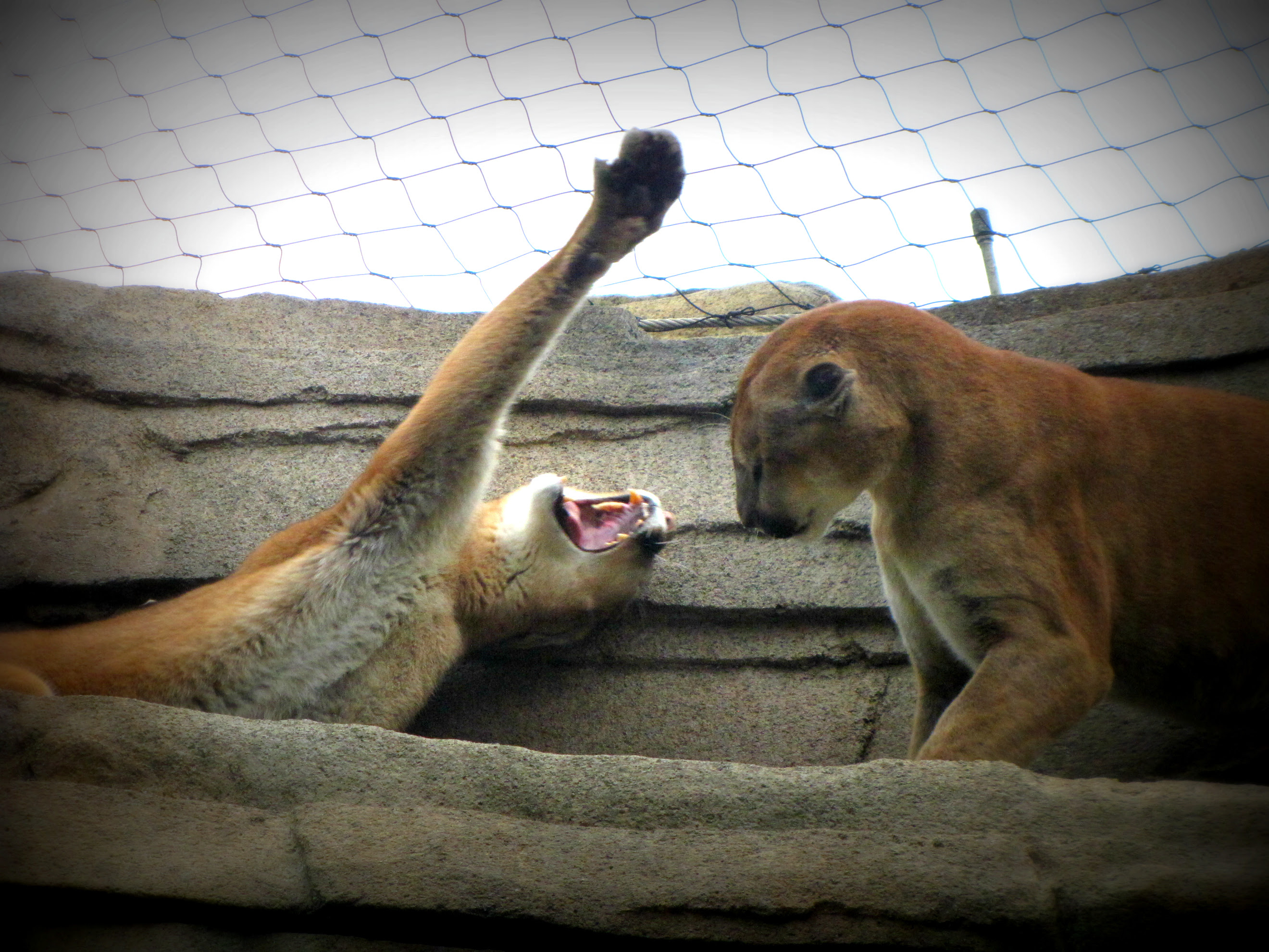 Cougars