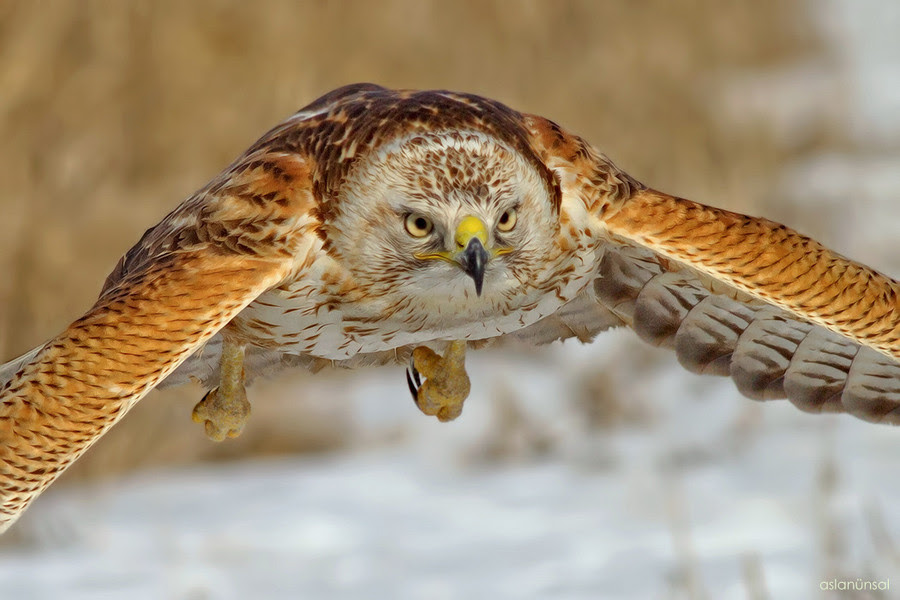 500px favs, rg443