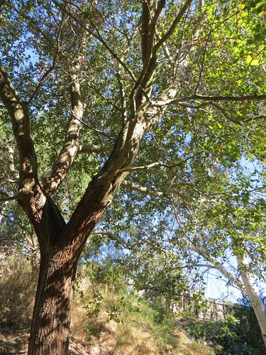 Mary's favorite plant - the big live oak