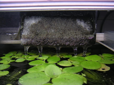 外掛け式フィルターに工夫 おいらの水槽