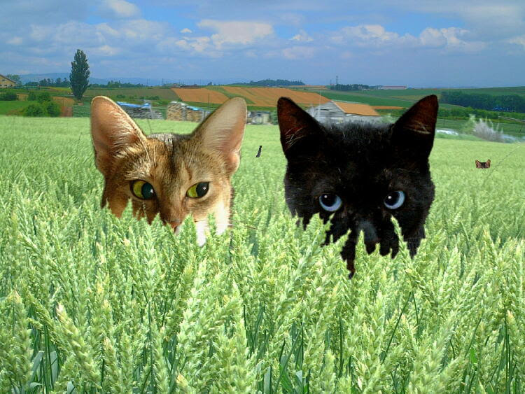 壁 紙 1 あび猫本舗