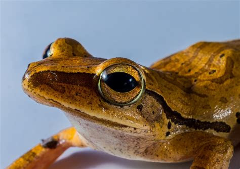 gambar hewan katak amfibi fauna merapatkan bertulang belakang