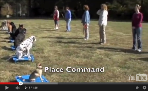 Watch Our Dog Training Videos | Columbia Dog Wizard