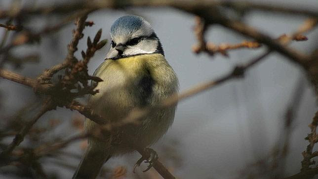 Los pájaros pueden sentir emociones con el canto como los humanos con la música