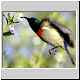 lesser doublecollared sunbird