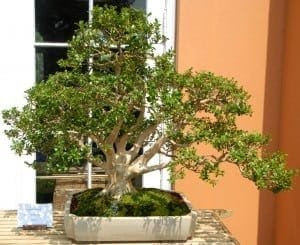 Boxwood Bonsai