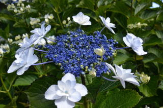 紫陽花伊豆大島椿花ガーデン