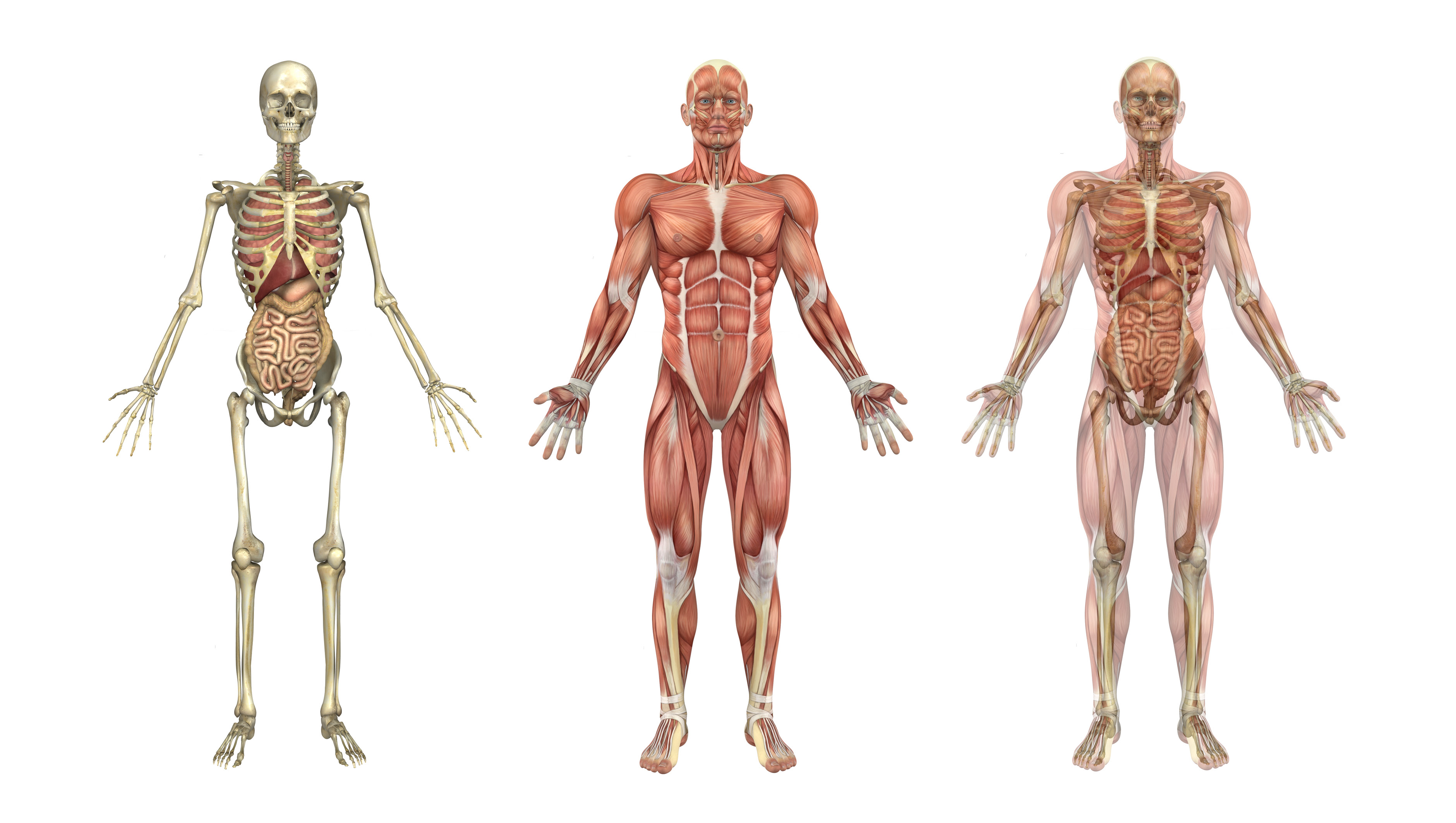 Human Skeleton, Muscles, and Internal Organs ...