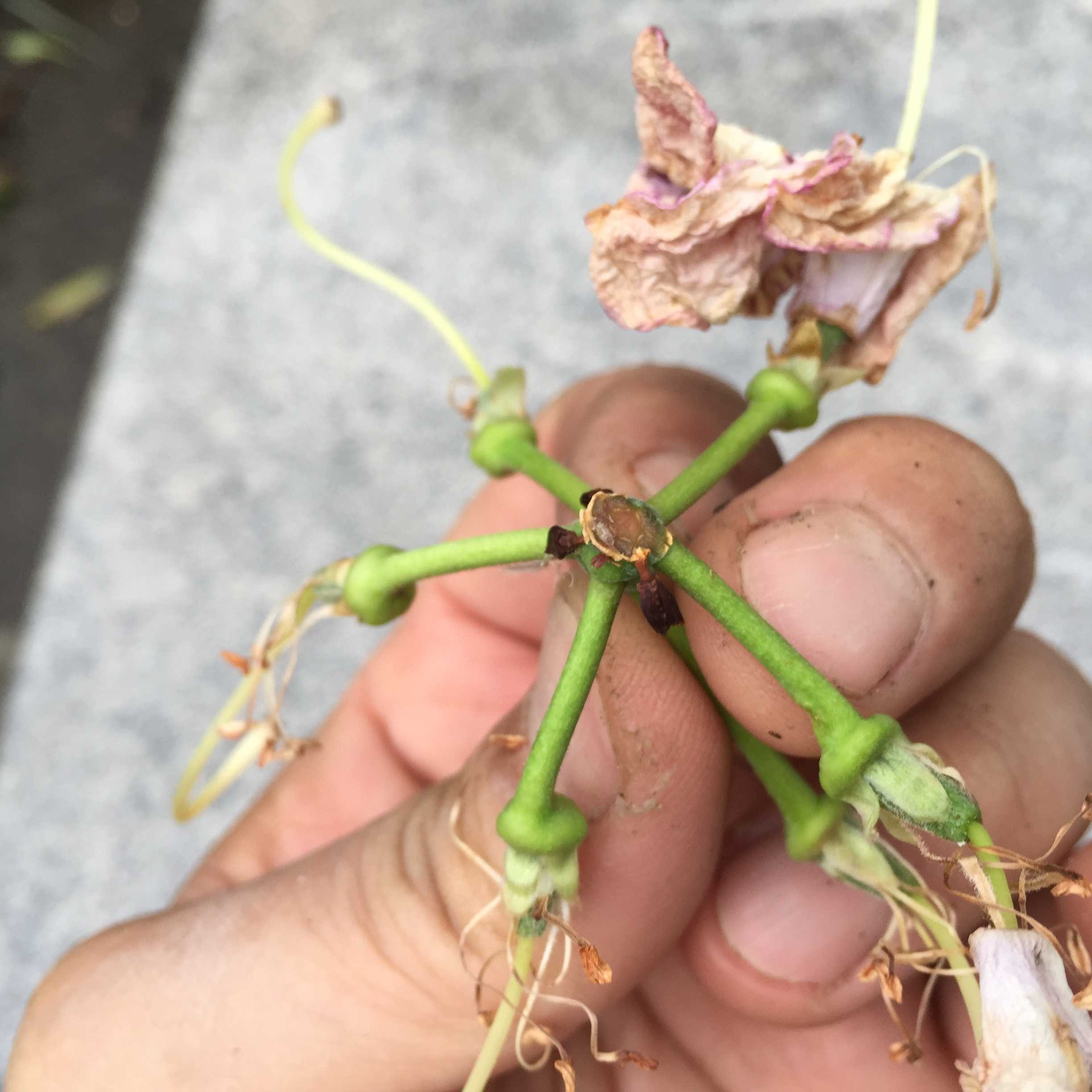 シャクナゲの花がら摘みと芽かき 来年の花付きはこれでバッチリ ムラウチドットコム社長 村内伸弘のブログが好き