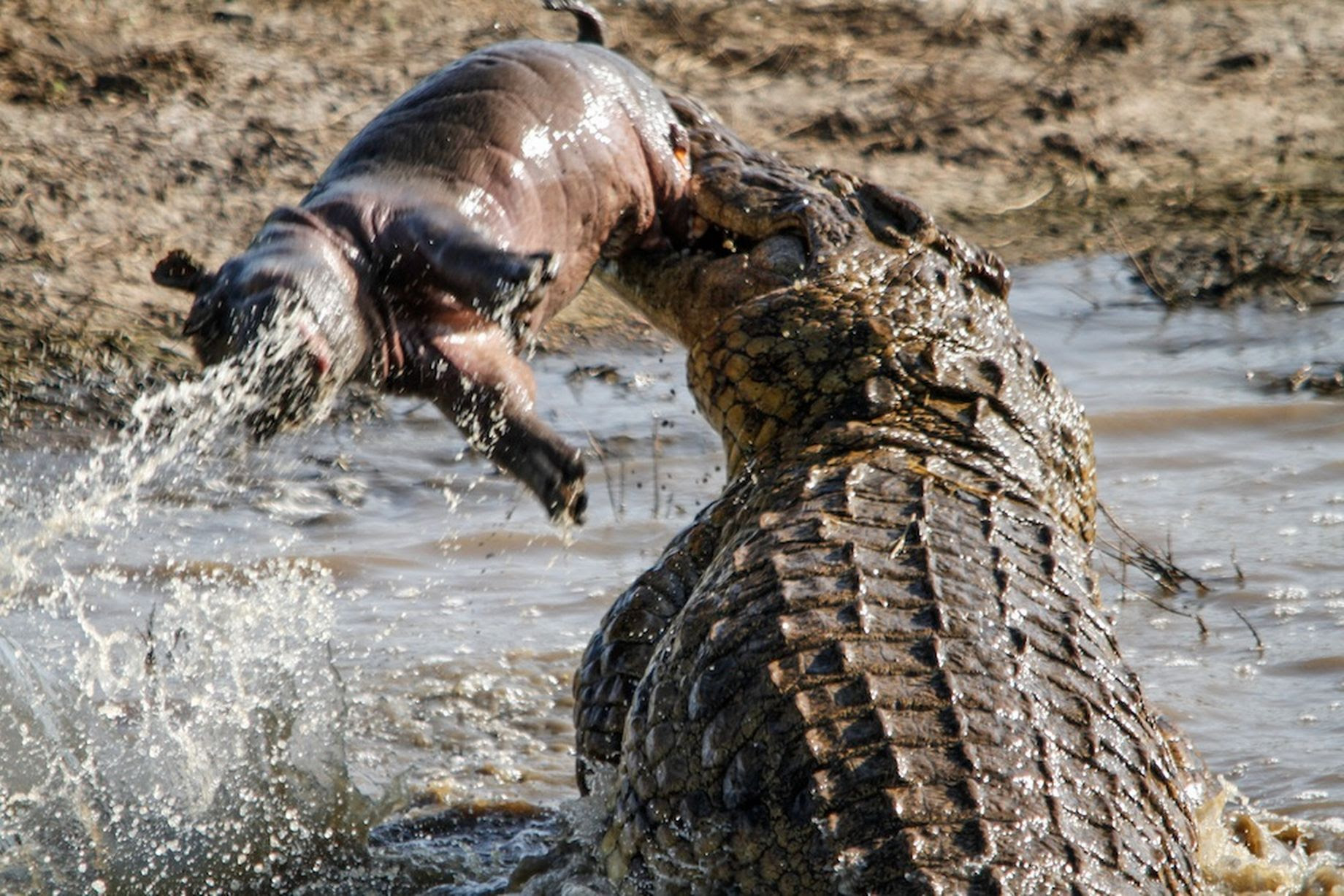 An enormous crocodile dives with a young hippo calf carcass into the water near Lower Sabie in Kruger National Park, South Africa. 