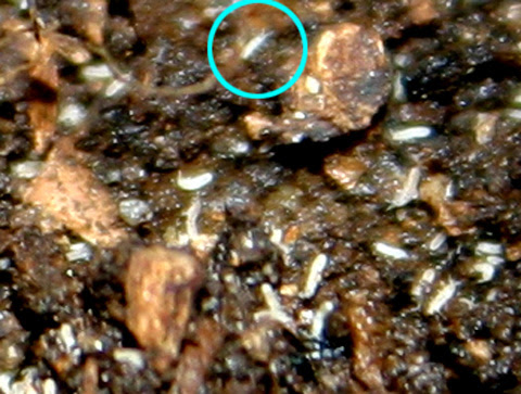 ベランダでバラのコンシェルジュを目指して バラの鉢土に見た無数の白い虫 今の花