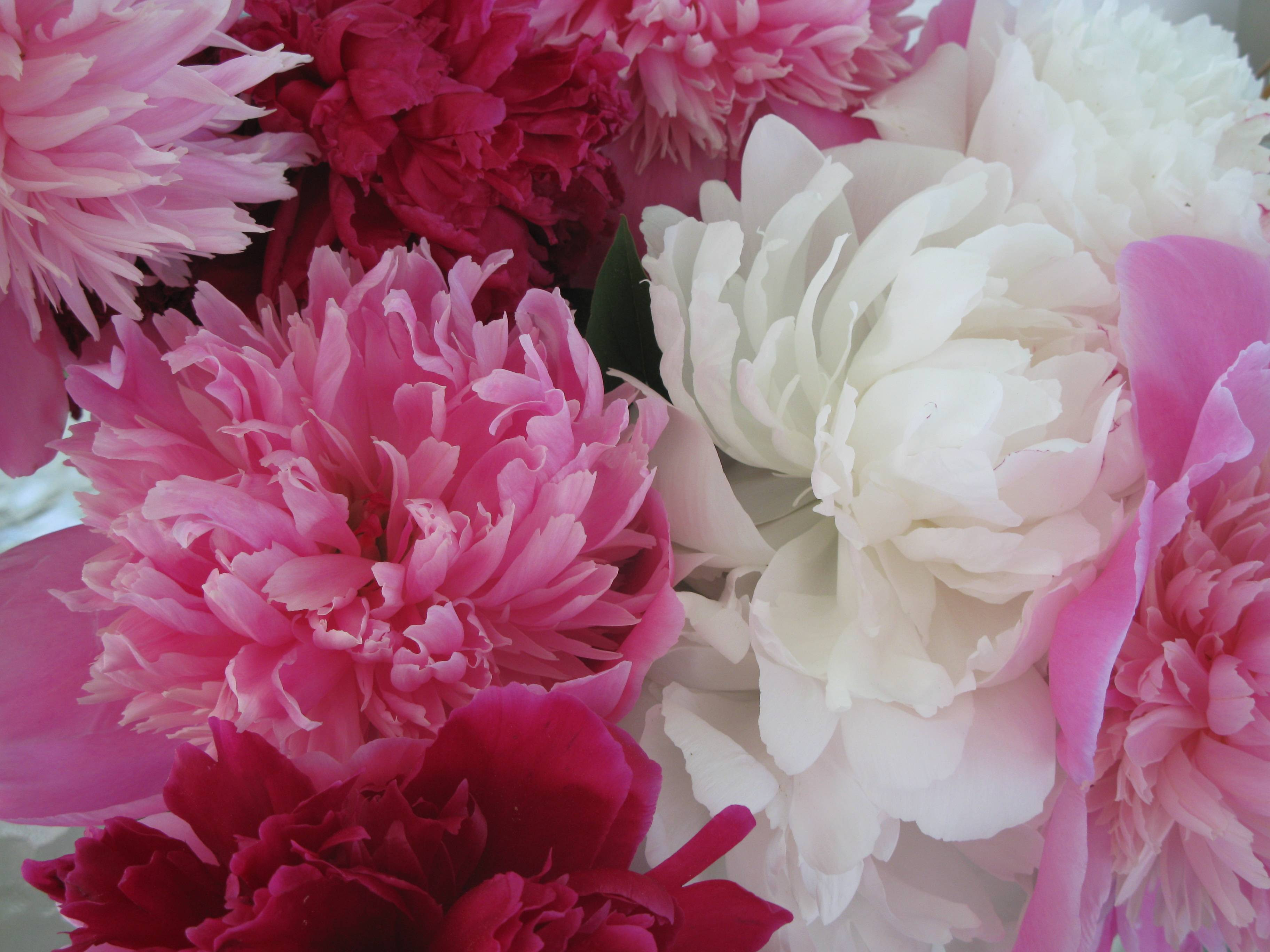 Peony Wallpapers - Wallpaper Cave