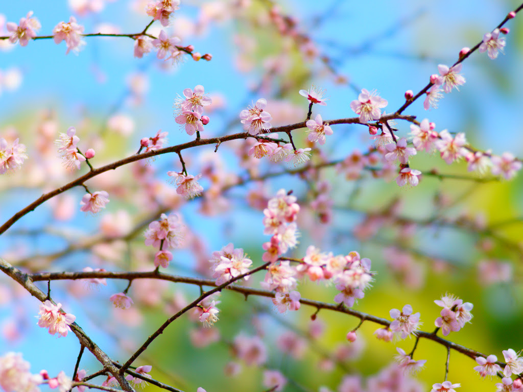 ウメ 梅 季節の花写真素材館