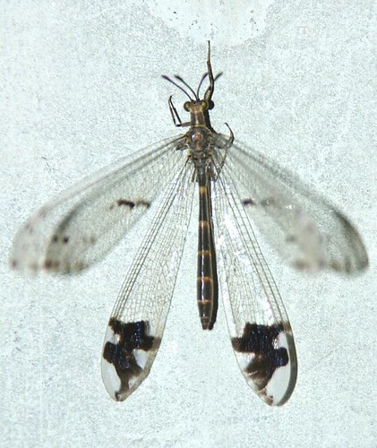 Undur-undur Bersayap