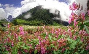 Lembah Bunga di Himalaya