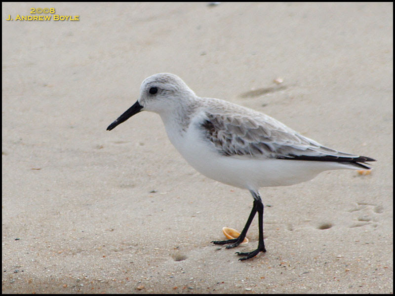Sanderling