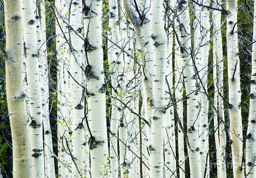 How White Birch Can Help You Survive – Survival Stronghold