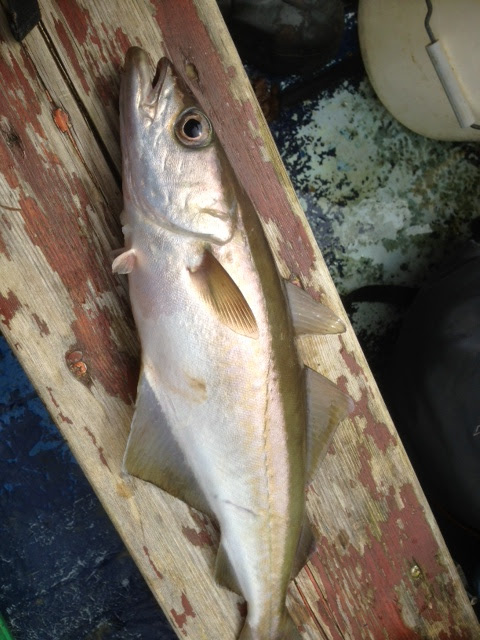 Catch report &amp; fishing forecast for Dorset including Chesil Beach 