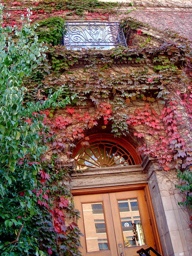 Ivy