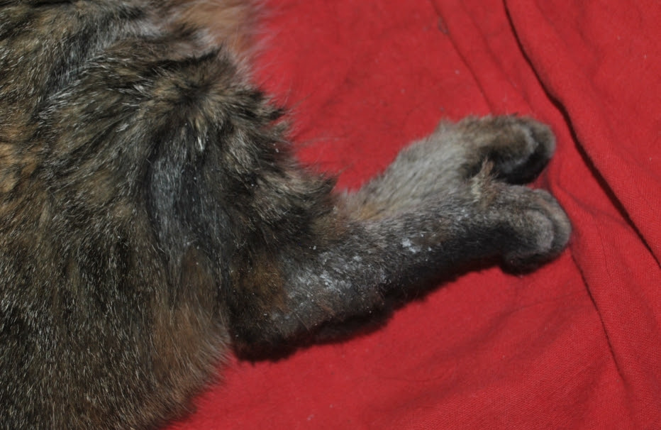 Senior tabby cat's back leg with lots of flaky skin