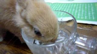 コップの水を飲むうさぎ Youtube