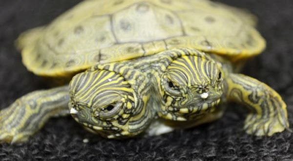 Thelma dan Louise, kura-kura berkepala dua di Kebun Binatang San Antonio AS.