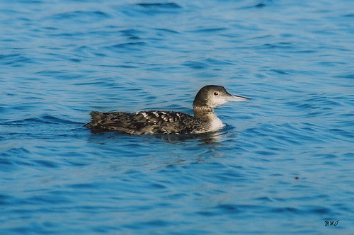 common loon winter. common loon winter. common