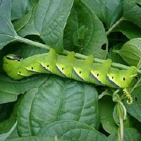 早期発見が木を守る オリーブの木狙う害虫対策 オリーブ大好き