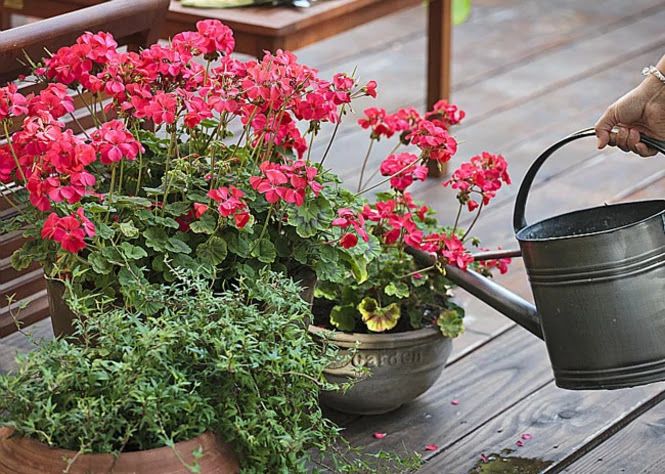 fleurs balcon printemps Ã©tÃ©
