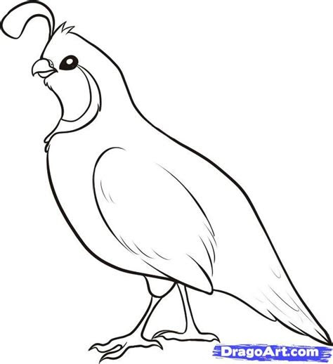  quail drawing at getdrawings free download