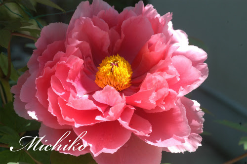 薔薇の小道 牡丹 芍薬 石楠花 が咲きました