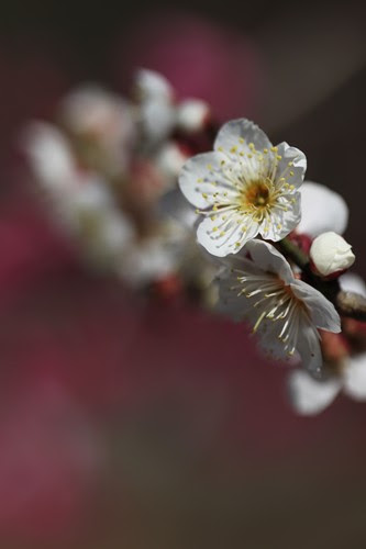 緑化センターの花梅 開花始まる Tamaのブログ