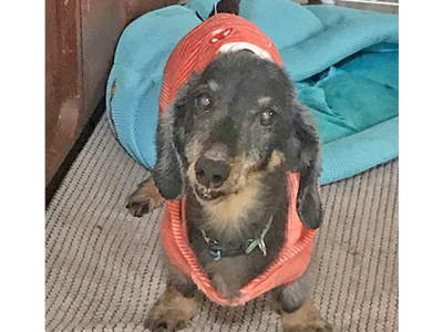 ちばたりあんな