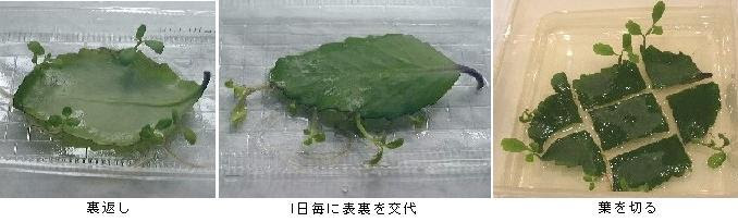 セイロンベンケイソウの不定芽形成とその後の生育